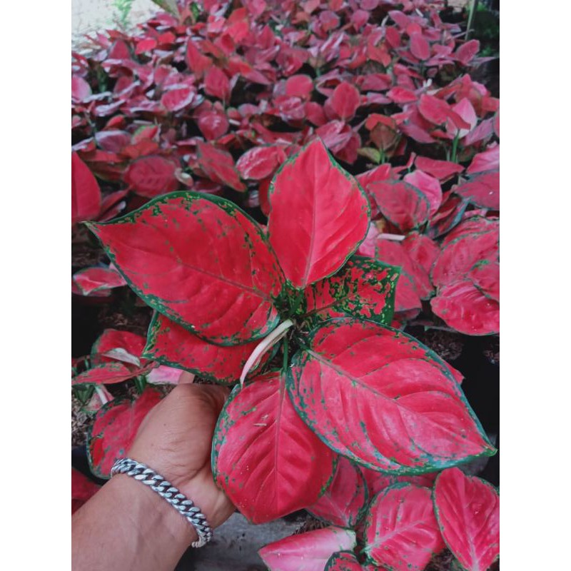 Termurah... Aglonema Red Anjamani