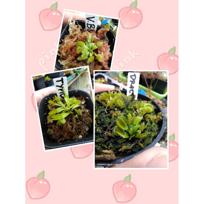 Paket Hemat Venus Fly Trap B52 Typical dan Draco Venus FlyTrap B52 Typical dan Draco