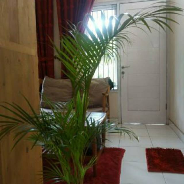 Tanaman Hias Indoor, Palem Kuning, Pohon palem kuning sudah besar, tanpa Pot