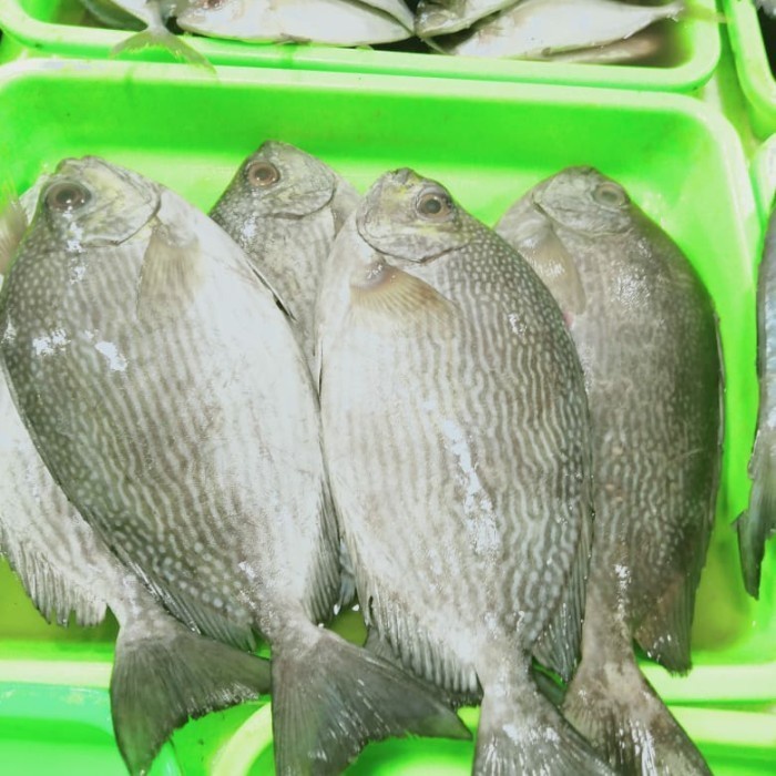 

Ikan baronang 1/2kg (500g)