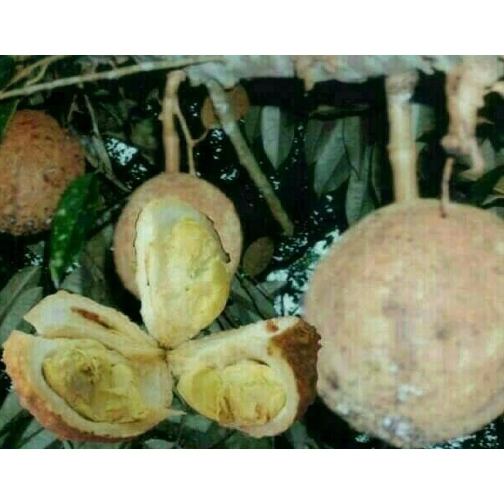 Asli Bibit Buah Durian Gundul Kw Asli