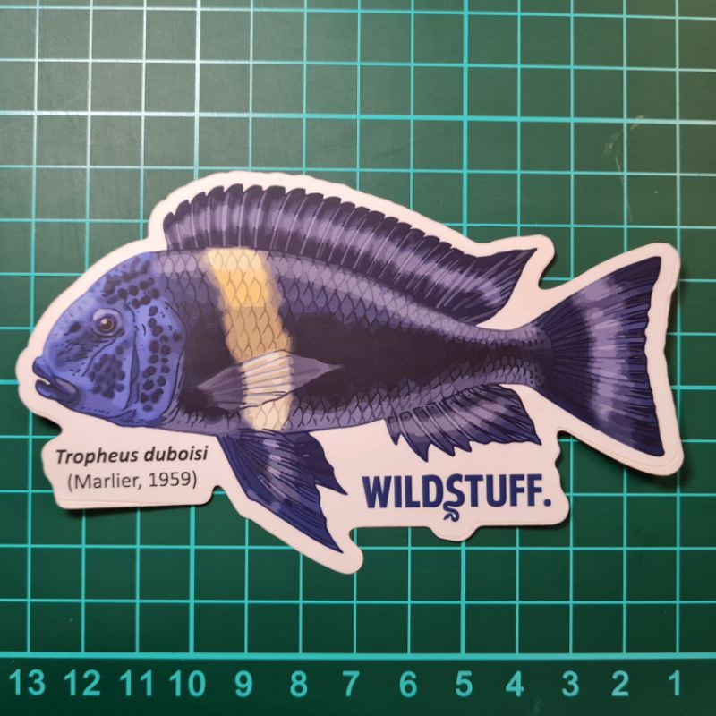 

STICKER TROPHEUS DUBOISI CICHLID TANGANYIKA