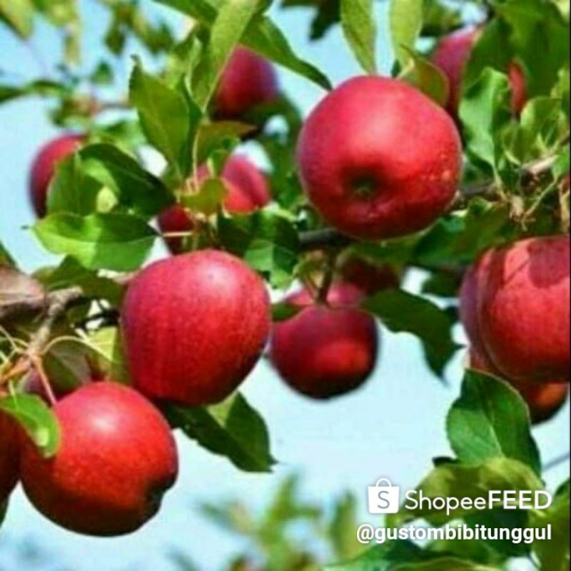 Bibit apel ana merah