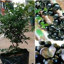 Bibit Anggur Brazil ( JABOTICABA )Bibit Tanaman Anggur Brazil Bibit Buah Anggur Brazil Cepat Berbuah