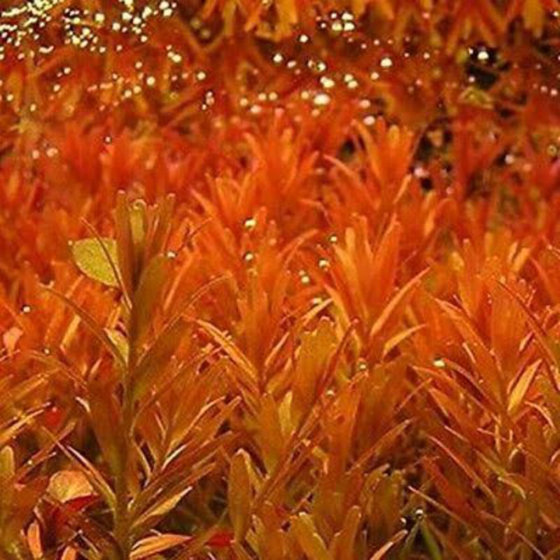 Jual Rotala Orange Juice Tanaman Aquascape Shopee Indonesia