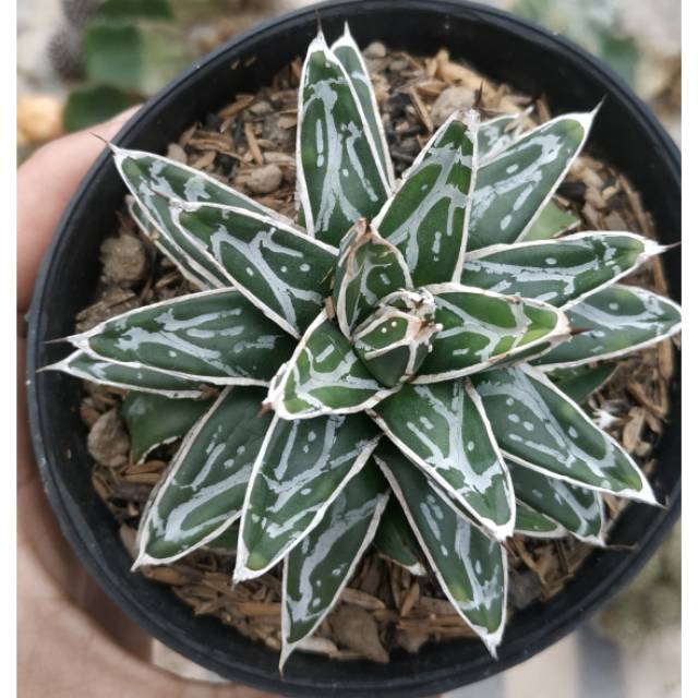 Tanaman hias kaktus sukulen agave victoria-reginae himeson ni-yuki