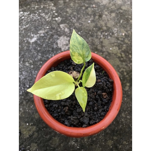 anthurium hokeri varigata