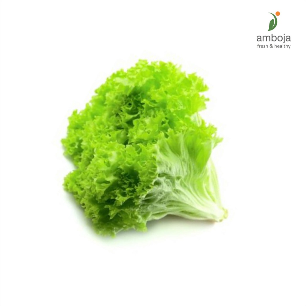 

Selada Hijau Hydroponic 250gr, Sayur Sehat, Sayuran Segar