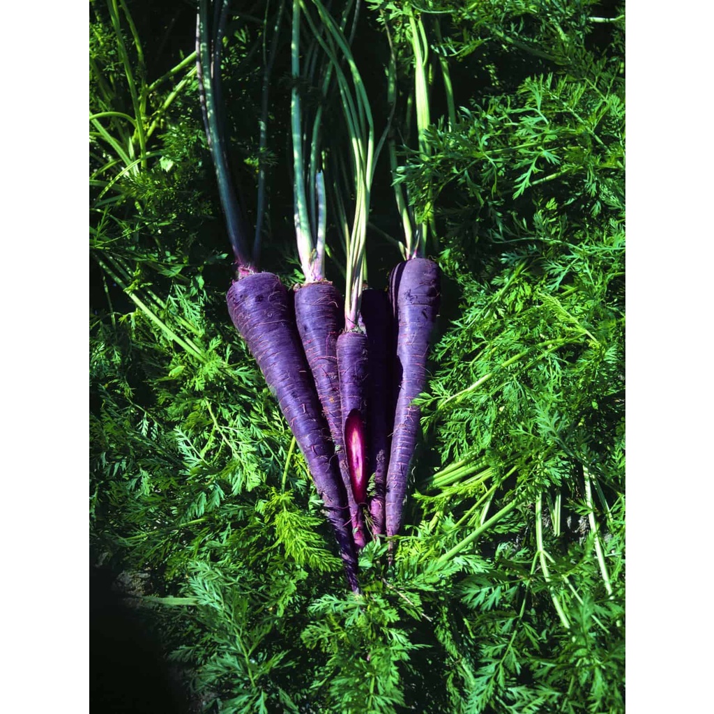 Benih Bibit Biji - Carrot Purple Haze Hybrid F1 Wortel Ungu Daging Orange Seeds - IMPORT