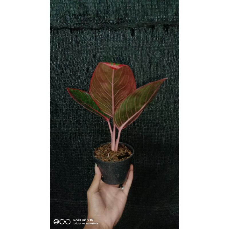 aglaonema lipstik kanza