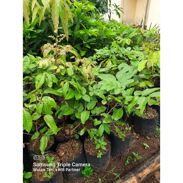 Tanaman Kelengkeng Aroma Durian BERBUNGA