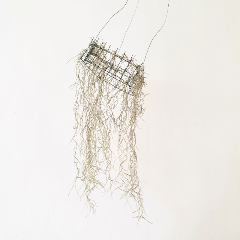 Jenggot Musa Tillandsia Usneoides Spanish Moss