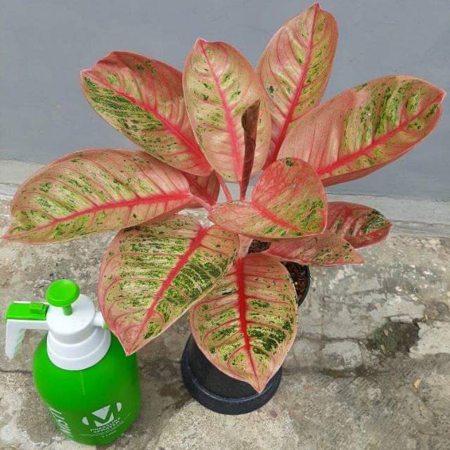 Aglonema romantic love