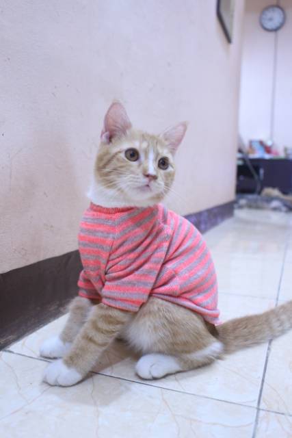 Baju rajut lucu strip pingin untuk kucing dan anjing / baju kucing murah size S M L XL