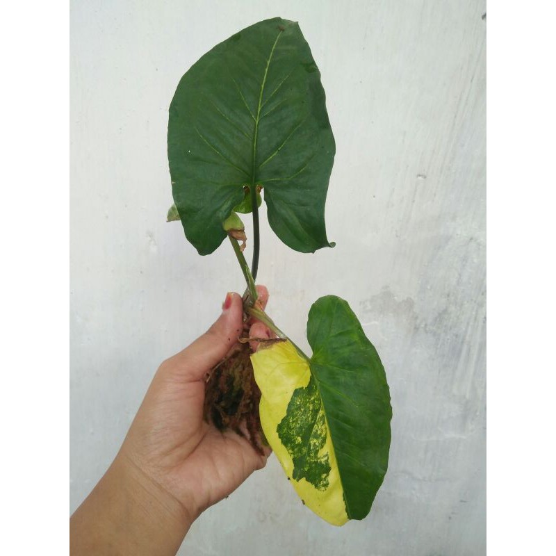 Syngonium Variegata Yellow