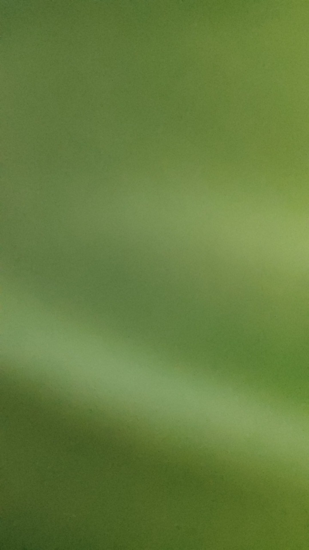 Bibit Klengkeng Matalada