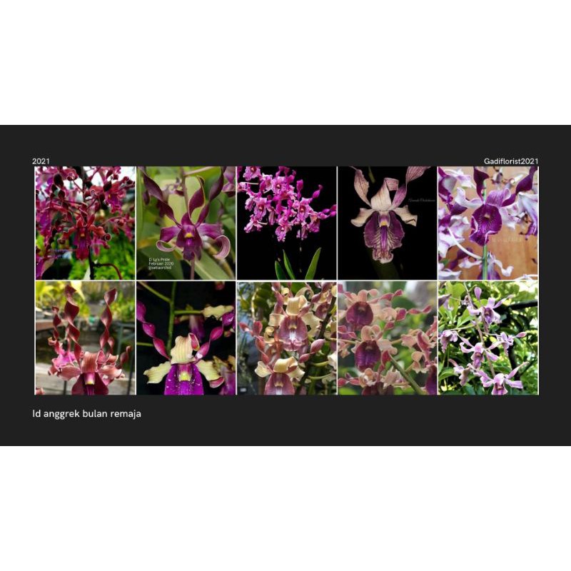 seedling dendro melintir rimbun plant subur