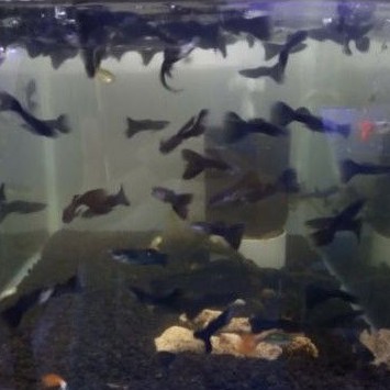Ikan guppy black moscow sepasang aquascape aquarium