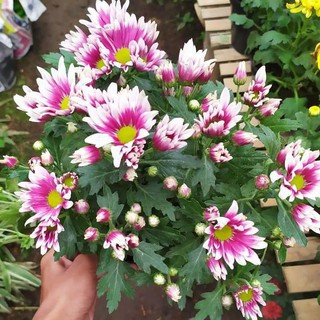 Krisan Aster Tanaman Hias Bunga Hidup Bunga Krisan Aster Warna Batik Cantik Paket Hemat 1 Pot