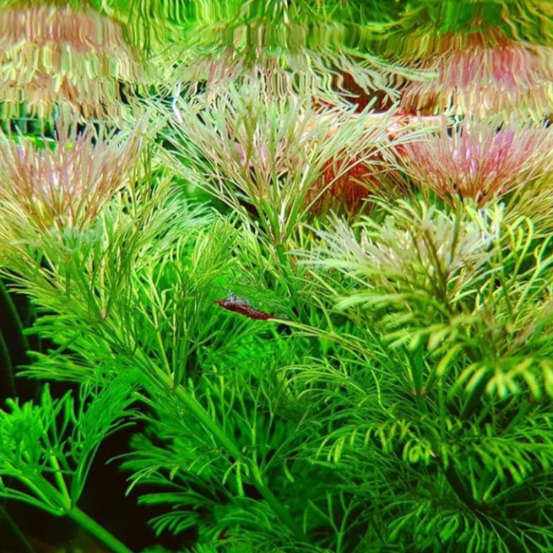 

limnophila sessiliflora