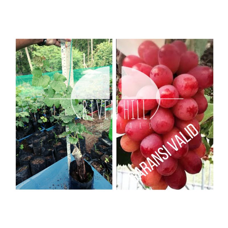 BIBIT ANGGUR IMPORT SUNNY DOLCE DENGAN ROOTSTOCK ISABELLA / RED MASTER