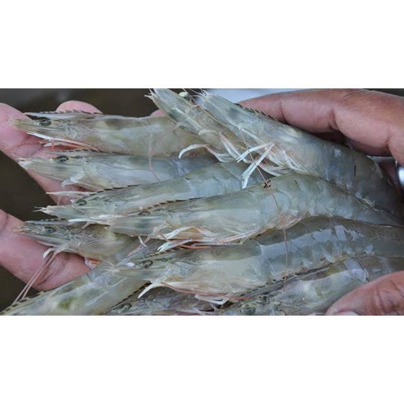 

udang vinami isi 40-50