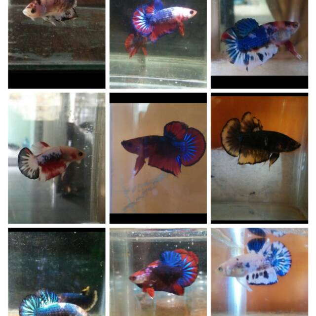 

Ikan cupang line helboy,PK