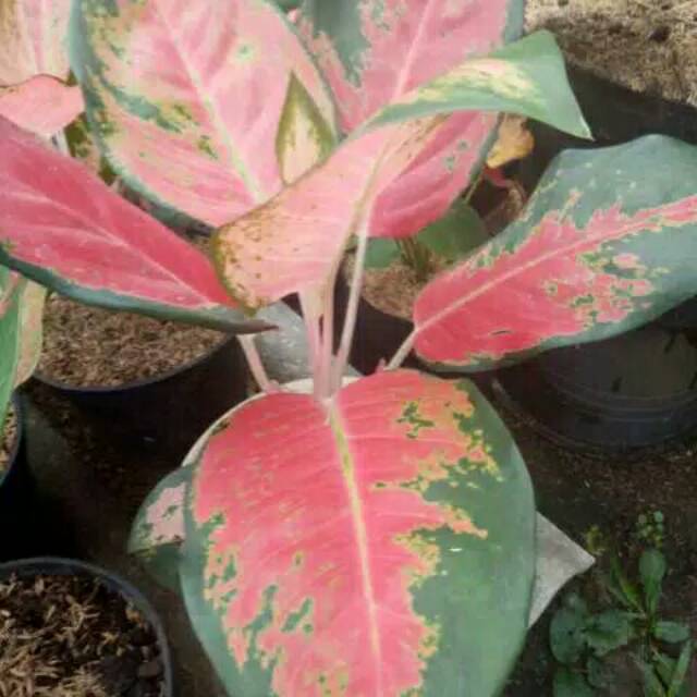 Tanaman hias aglonema kocin Shopee Indonesia Tanaman hias aglonema kocin Shopee Indonesia