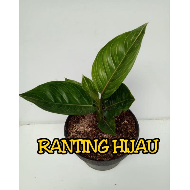 Bunga aglonema Queen of Siam (QOS) quen of siam super