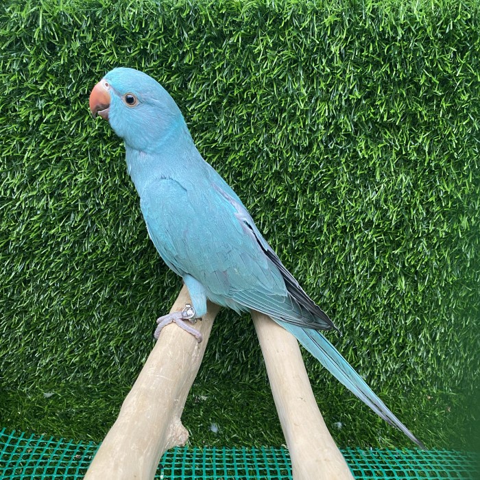 Blue female indian ringneck