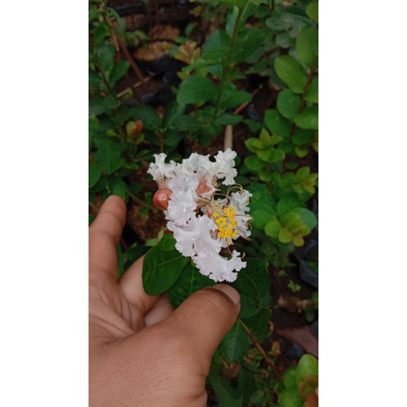 Bibit Bunga Sakura // Bibit Bunga Sakura Murah