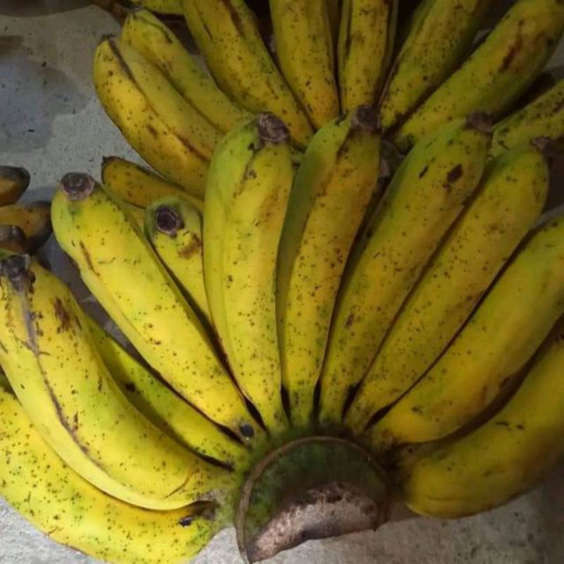 

Pisang Barangan Medan 1 Sisir