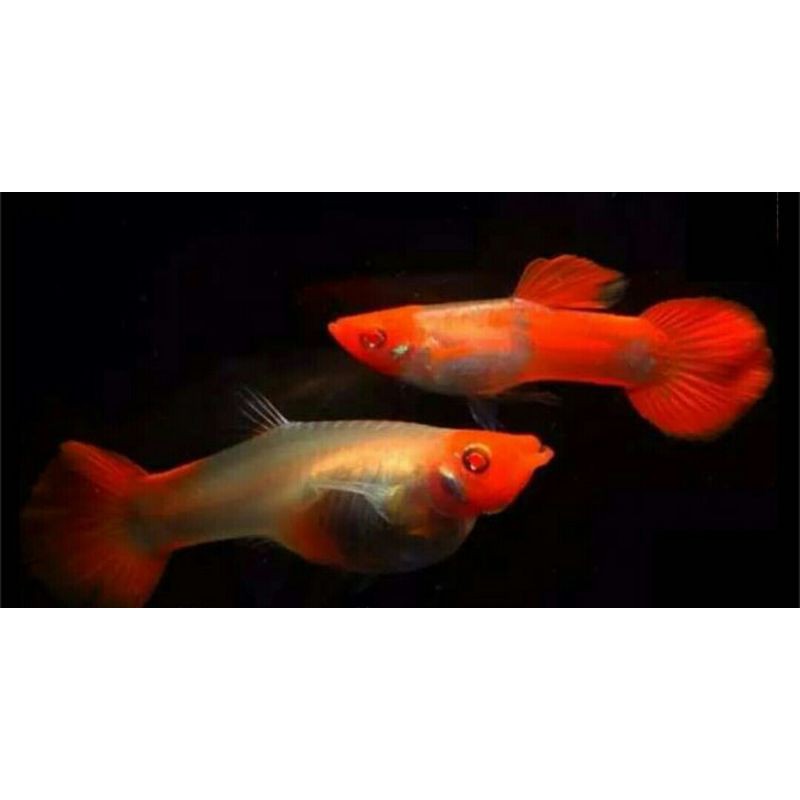 ikan guppy hias albino koi pasangan