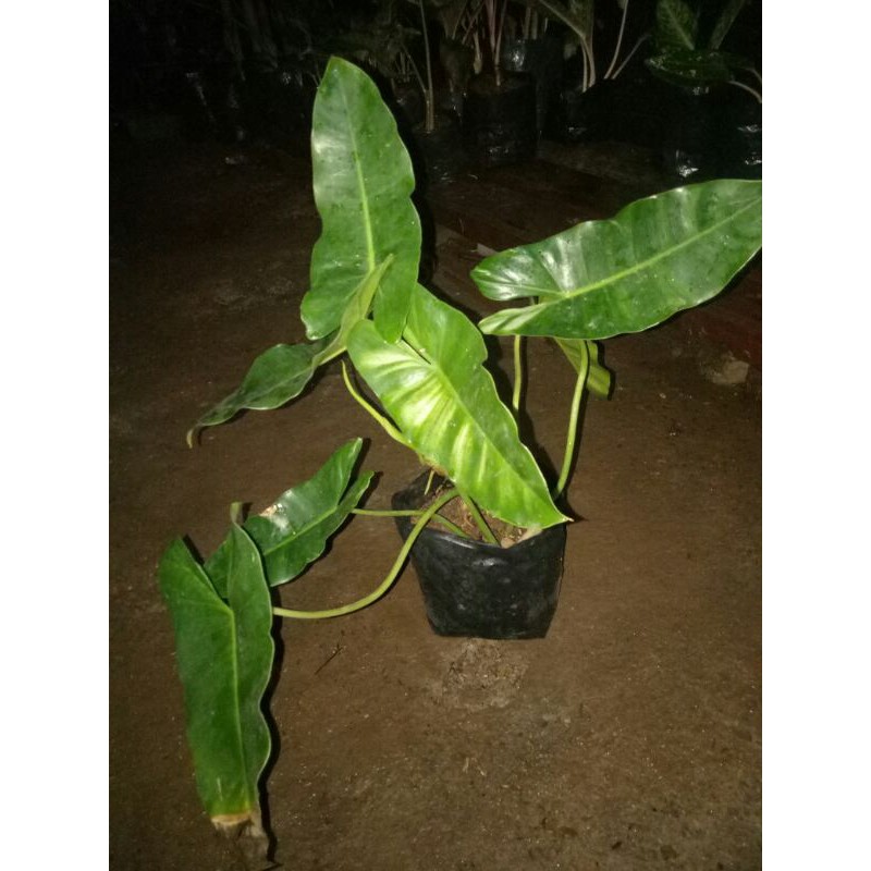 tanaman hias philo burlemark-philo brekele varigata-philodendron brekele varigata-burlemark brekele