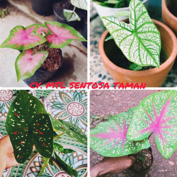 Paket 4 Tanaman Hias Keladi - Pohon Keladi - Caladium