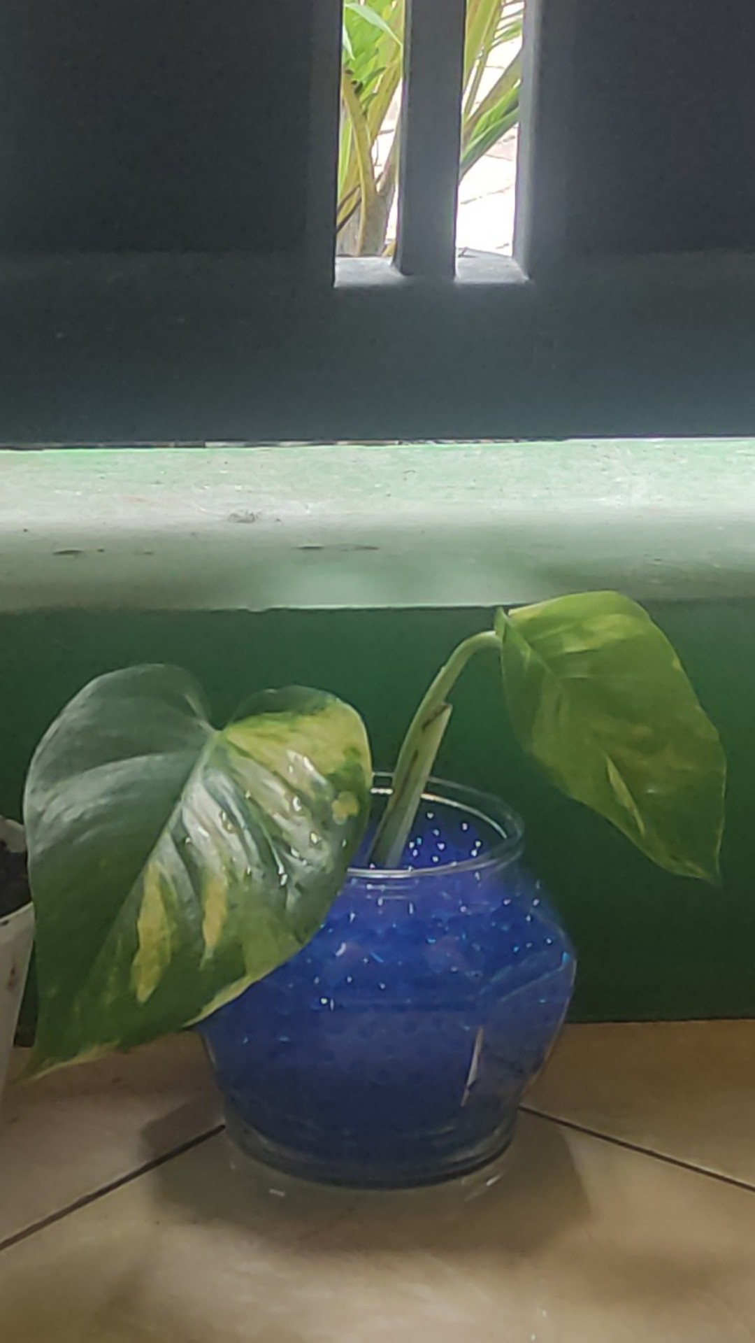 Sale ❗❗ Bibit Sirih Gading Jumbo