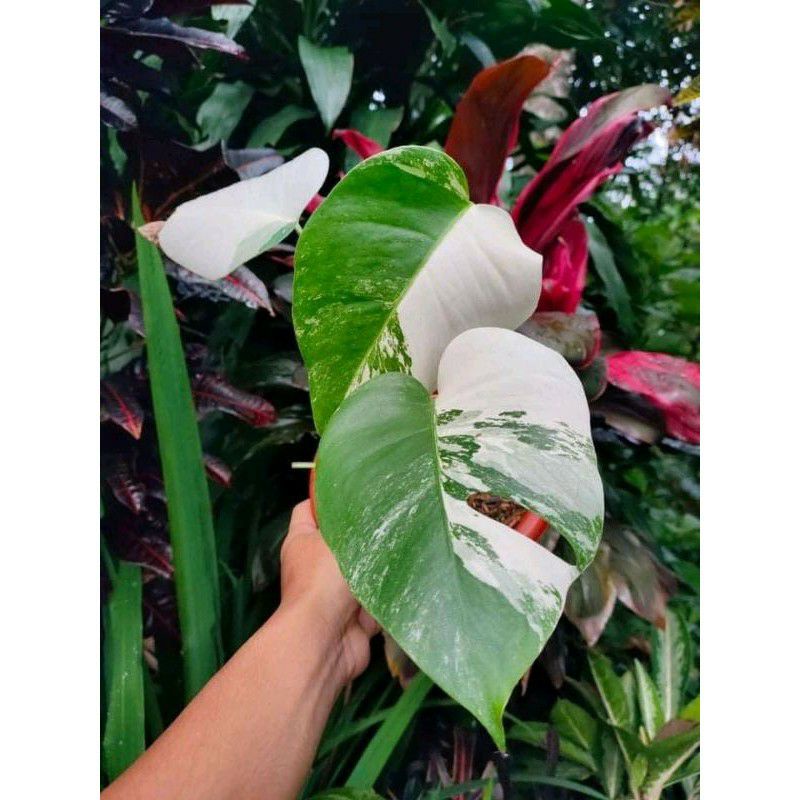 bibit monstera varigata satu daun pancing