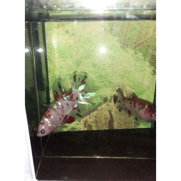betta
