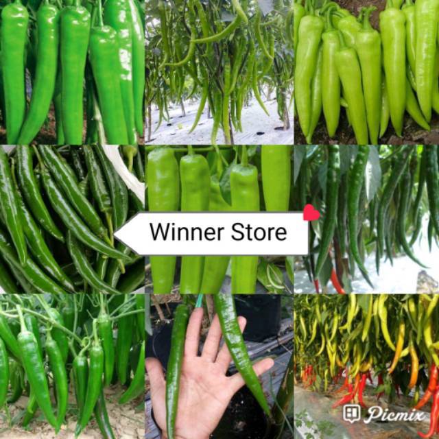 Bibit Benih Cabe Besar Hijau (100 Butir)