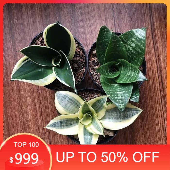 MURAH paket tanaman hias sansivera - paket tanaman hias lidah mertua mini Terbaru Terlaris