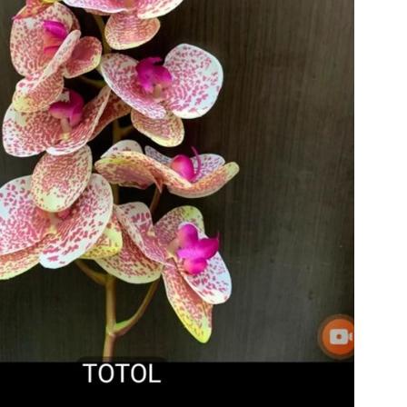 ♂ ANGGREK LATEX SUPER PREMIUM ♥