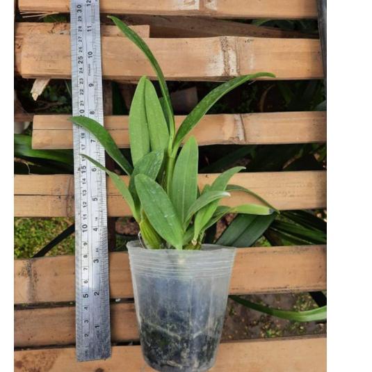 READY Dendrobium spectabile