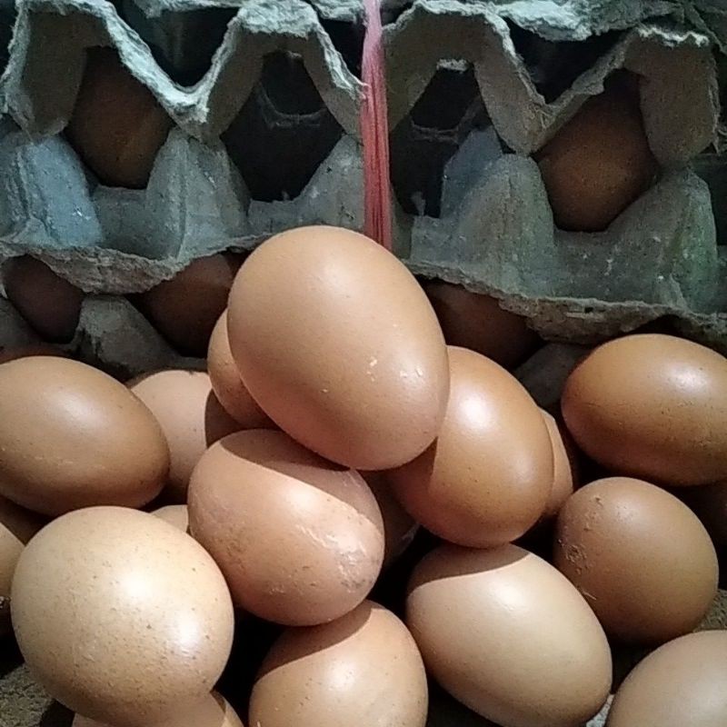 

Telur Ayam Negeri 1 kg