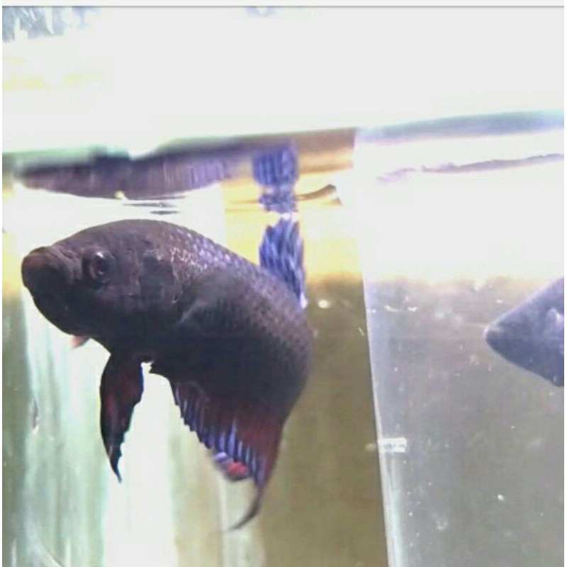 bagan jantan aduan