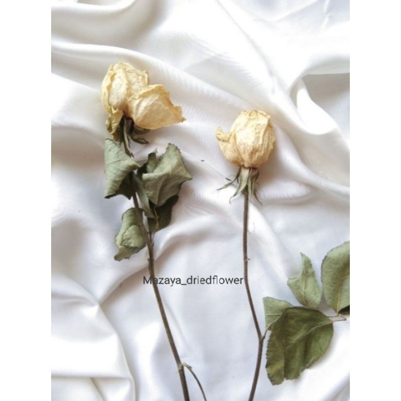 bunga mawar Kering / dried flower rose / bunga kering