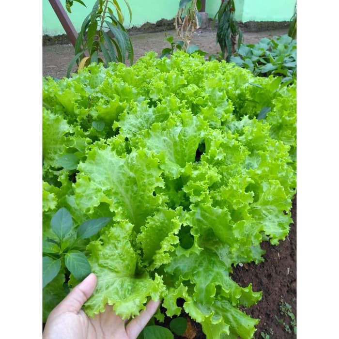 Benih Bibit Sayur Sayuran Selada kriting Keriting  Lettuce Selada air Hidroponik