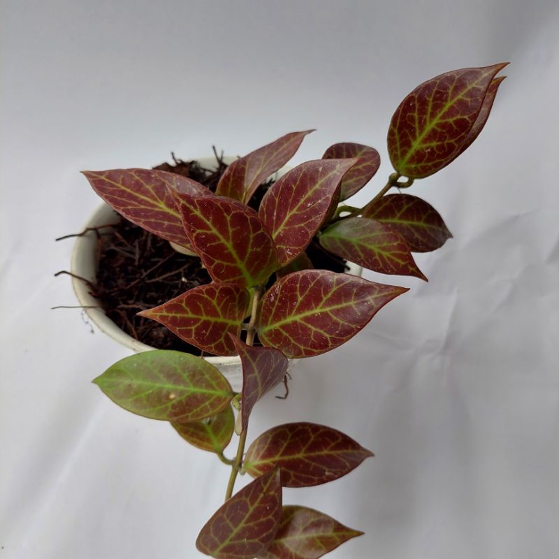 tanaman gantung hoya sunrise rimbun