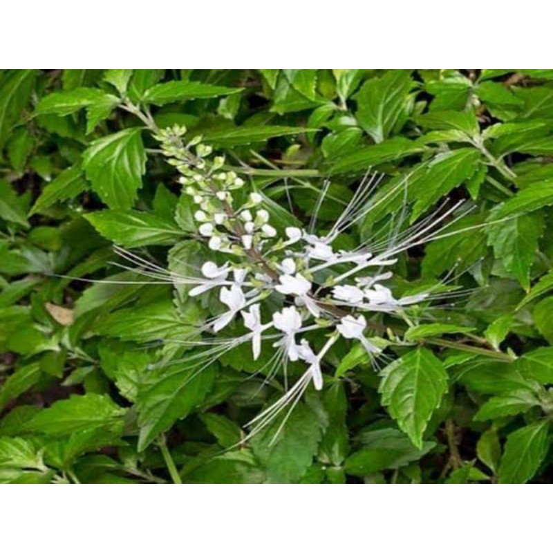 

Daun Kumis Kucing mix keji beling segar 200gram