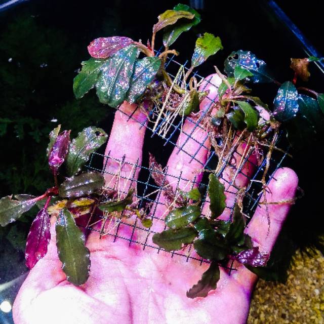 Bucephalandra