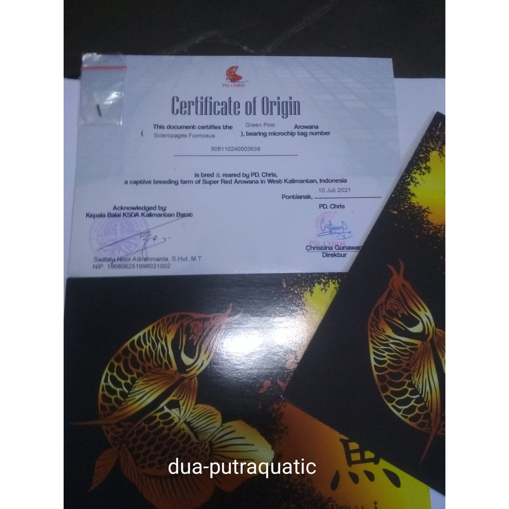 Ikan Arwana Green Pino Sertifikat